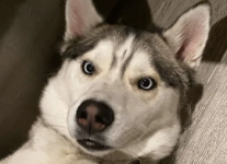 1680737854461.png