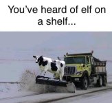 Cow On A Plow.jpg